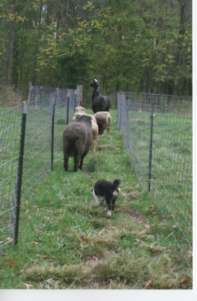 Tori and her sheep and llama.
